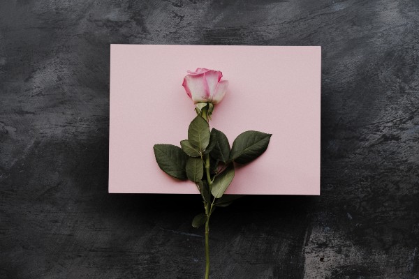 a pink rose on a pink backdrop